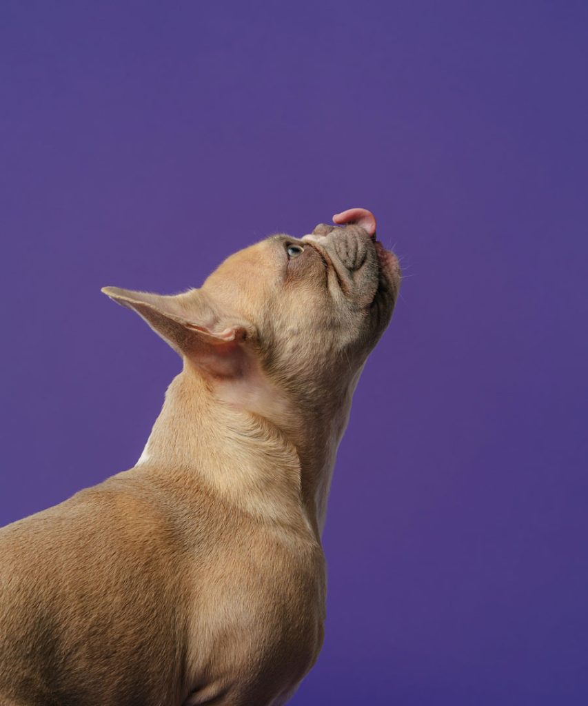 Photo of a short haired dog with its tongue out